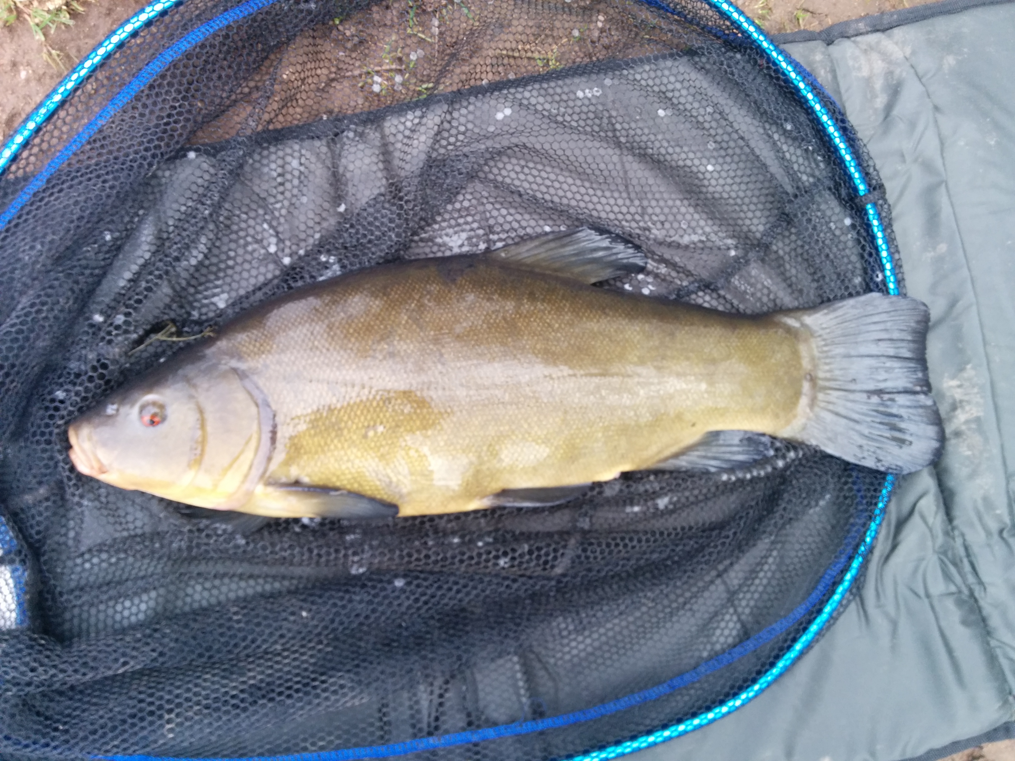 Bingham Tench
